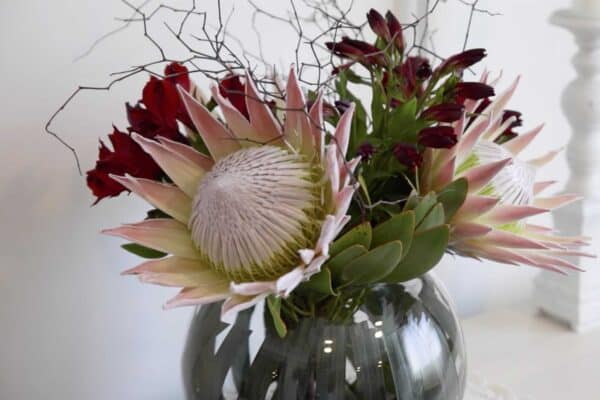 Kaiapoi Protea Flowersjpg